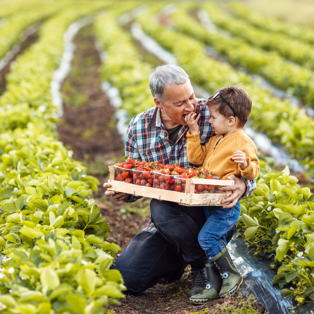 Adulte et enfant cueillant des fraises ensemble dans un long champ.