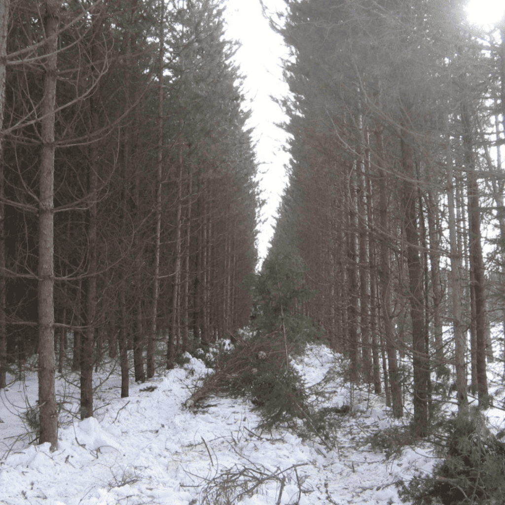 Rangée ordonnées de conifères, avec neige au sol, un arbre tombé entre deux rangées.