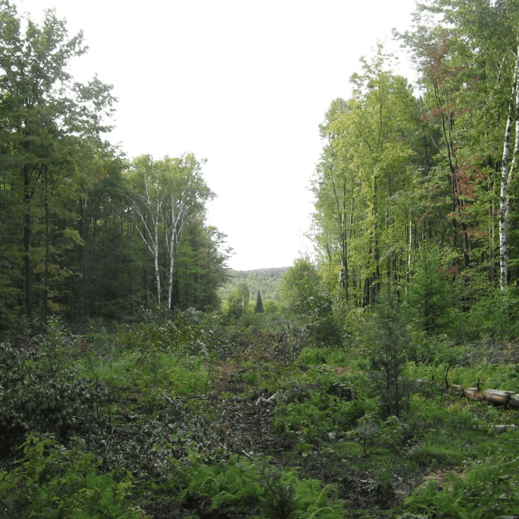 Chemin dégagé entre deux portions de forêt.