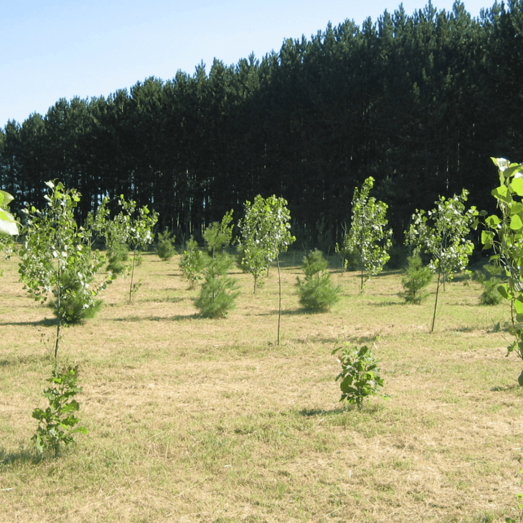 Petits arbres nouvellement plantés en rangées, avec de gros arbres adultes à l'arrière-plan.