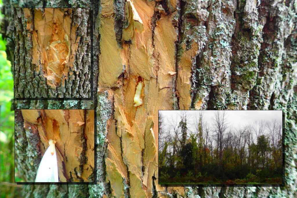 Montage photo comportant des gros plan sur un tronc d'arbre où une section d'écorce a été découpée pour sortir un ver blanc creusant dans l'arbre.